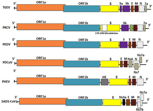 Figure 3. Schematic diagram of swine coronavirus (SCoV) virion (S, Spike S structural gene; E, envelope; M, membrane; N, nucleoprotein; HE, hemagglutinin-esterase; Ns3a, Ns6, Ns7, Ns7a, Ns7b are accessory genes) (Mora-Diaz et al. Citation2021).