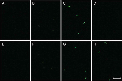 Figure 6. Micrographs of confocal fluorescence microscopy of B. subtilis reporter strains carrying each egfp fusion.Strains FH1 (B and F), FH9 (C and G), and FH11 (D and H) were cultivated in the minimal medium containing 25 mM glucose (A–D) or 25 mM rhamnose (E–H) at 37°C with shaking for 18 h after inoculation, corresponding to the late stationary phase. The cells of each strain were harvested and resuspended in the buffer, and then the fluorescence images were observed via confocal fluorescence microscope as described in “Materials and methods.” Strain 168 was used as a negative control (A and E). All fluorescence micrographs were obtained under the same detection condition. Scale bar = 10 μm.