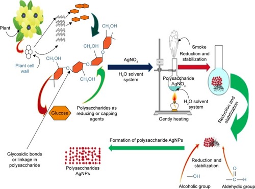 Figure 4 Polysaccharides-based synthesis of AgNPs in which polysaccharides (cellulose), alcohol, and aldehyde groups act as stabilizing agents.Abbreviation: AgNPs, silver nanoparticles.