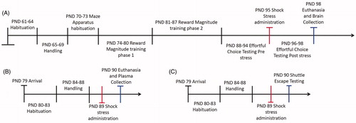 Figure 1. Timeline of events. (A) Timeline of events for animals that underwent effortful choice testing, shock stress, and were analyzed for PSA-NCAM. (B) Timeline of events for animals that underwent no behavioral training and were analyzed instead for plasma corticosterone after shock stress. (C) Timeline of events for animals that received shock stress and were tested for shuttle escape latencies. Red tick marks denote shock stress administration days. Blue tick marks denote testing or euthanasia days.