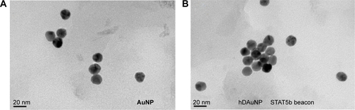 Figure S1 TEM images of (A) initial AuNPs and (B) the resultant STAT5b hDAuNP beacon.Note: These two TEM images demonstrate that after the formation of hDAuNP beacon, the average diameter of initial AuNPs was retained (15±1.3 nm).Abbreviations: AuNP, gold nanoparticle; hDAuNP, hairpin DNA-coated gold nanoparticle; STAT5b, signal transducer and activator of transcription 5b; TEM, transmission electron microscopy.