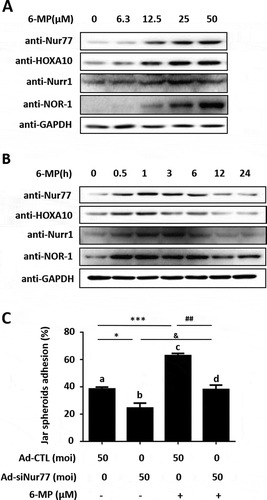 Figure 5. 6-MP promotes HOXA10 expression and embryo adhesion. (A) Ishikawa cells were stimulated by 6-MP at the indicated concentrations and then subjected to Western blotting. (B) Ishikawa cells were stimulated with 25 μM 6-MP at the indicated timepoints and then subjected to Western blotting. (C) Ishikawa cells were infected with Ad-CTL and Ad-siNur77 at MOI of 0 or 50 for 48 h, and then stimulated with 25 μM 6-MP for 1 h. Several spheroids were transferred to confluent monolayers of Ishikawa cells. *p < 0.05, *** p < 0.001 compared with lane a; ##p < 0.01 compared with lane c; and &p < 0.05 compared with lane b (repeated measures data ANOVA).