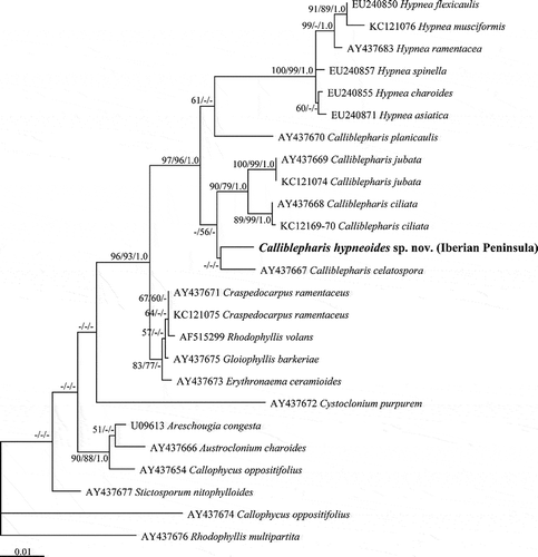 Fig. 55. The maximum likelihood phylogeny of Calliblepharis hypneoides based on SSU data (–lnL = 4706.262031). Support values shown on or below branches are maximum likelihood (MLBt), maximum parsimony (MPBt) and Bayesian posterior probability (BPP) from DNA data.