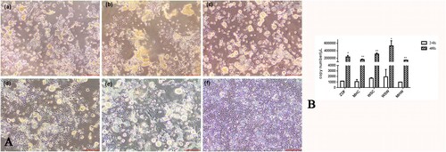 Figure 1. Isolation and identification of CAstV. (A) LMH cells at 48 h post-infection with CAstV strains; infected cells were round and detached from the bottom, and uninfected cells maintained shape (400×). (a) strain ZDF; (b) strain MHC; (c) strain WSC; (d) strain WSW; (e) strain MHW; (f) uninfected. (B) Viral copy number of CAstV in LMH cells at 24 hpi and 48 hpi (*P ≤ 0.05, **P ≤ 0.01).