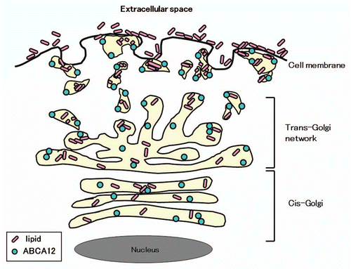 Figure 3 Scheme of ABCA12 distribution from the cis-Golgi, trans-Golgi network to lamellar granules in the upper spinous and granular layer keratinocytes (derived from ref. Citation5).