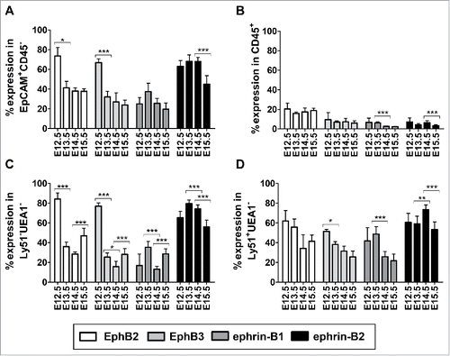 FIGURE 7. Expression of EphB and ephrin-B in WT thymic cells during early development (E12.5-E15.5). The figure shows the proportions of either TECs (A) or thymocytes (B) expressing EphB2, EphB3, ephrin-B1 and ephrin-B2 evaluated by flow cytometry. (C) Pattern of expression of EphB and ephrin-B in the WT and mutant Ly51−UEA1− cell population (D) Variations in the proportions of Eph/ephrin-B-expressing Ly51+UEA1− cTECs in WT and mutant embryonic thymuses. The significance of the Student's t-test probability is indicated between stages as *p ≤ 0.05; **p ≤ 0.01; ***p ≤ 0.005.