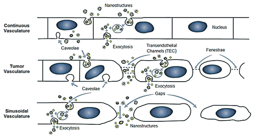 Figure 2 Possible mechanisms of nanostructure extravasation. In the case of a continuous vascular endothelial barrier, nanostructures may be internalized by endothelial cells, e.g., via caveolae, transported via trans-cellular transport mechanisms and escape into the extracellular space via exocytosis. It is generally accepted that extravasation through tight gap junctions is limited to molecules or particles smaller than 10 nm.Citation33,Citation112 In the case of tumor vasculature, nanostructures may also escape the vasculature via transendothelial channels (TEC) and fenestrae. Molecules or particles up to 100 nm diameter may escape the vasculature via this route.Citation1 Where the vasculature is sinusoidal/discontinuous (e.g., liver, spleen), nanostructures and large molecules may readily escape the vasculature.