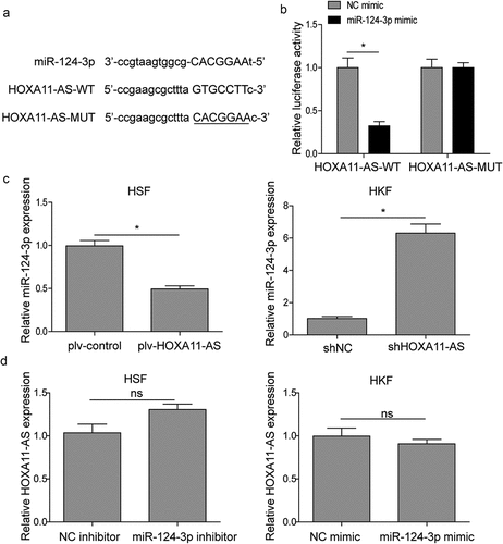 Figure 3. HOXA11-AS directly binds to and targets miR-124-3p