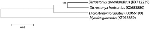 Figure 1. Neighbour-joining tree based on Tamura-Nei nucleotide distances showing phylogenetic relationships among the Eurasian D. torquatus and North American D. groenlandicus and D. hudsonius. The mtgenome of vole Myodes glareolus was included as outgroup. Total of 15,442 bp were used in the alignment excluding hypervariable control region. Number on the node indicates bootstrap support and numbers in brackets correspond to GenBank accession numbers for complete mitochondrial genomes.