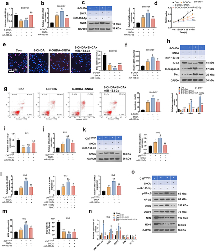 Figure 8. Overexpressing SNCA impaired the anti-inflammatory and anti-neuronal apoptotic effects of miR-153-3p.