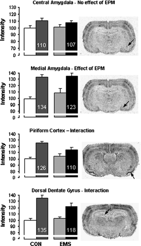 Figure 3 c-fos mRNA expression in various brain regions in control (CON) and EMS rats either in the home cage or after exposure to the EPM (left and right hand bars of each pair, respectively). Data are from the central (A) and medial (B) amygdala, piriform cortex (C) and dorsal dentate gyrus (D) and values are shown as a percentage of the values in control rats not exposed to the EPM (note the break in the axis). The value indicated on the bars is the mean value expressed as percentage of its own control (no EPM). Statistical analysis indicated that these four areas respectively showed no effects (A), an effect of EPM alone (B), and a significant effect of EPM and interaction (C,D) -see Table I for test details. Photomicrographs on the right hand side show representative regions from an EMS, EPM-exposed rat with the areas analysed indicated by the arrow. All graphs show mean of group ± SEM, n = 9 control, 11 EMS.