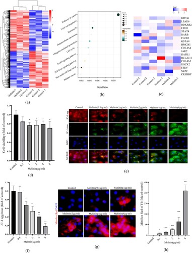 Figure 1. Melittin induces mitochondrial dysfunction and exerts antitumor effects. (a) Cells were treated with or without melittin (4 μg/ml) for 24 h. RNA-sequence analysis. Heatmaps of differential genes in Melittin and Control groups. (b) Pathway enrichment analysis of down-regulated genes. (c) Heatmap of genes of pathways in cancer. (d) Cell proliferation analysis was tested by the CCK8 assay kit. (f) JC-1 assay kit was used to detect the mitochondrial membrane potential in A549. (h) Statistics of JC-1. (g) MitoSox Red was used to analyze mitoROS levels of A549 cells. (h) Analysis of MitoSox Red. *p < 0.05, **p < 0. 01, ***p < 0.001 versus the Control.