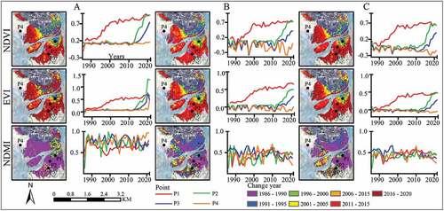 Figure 15. Time series of the NDVI, EVI, and NDMI reconstructed based on maximum/mean/median spectral index composition methods and their results using the LandTrendr algorithm. P1, P2, and P3 are located in mangroves that expanded during different periods, and P4 is located in mudflats. A/B/C, maximum/mean/median spectral index composition method.