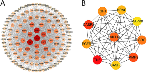 Figure 3 PPI network for ACT in treatment of DKD. (A) PPI network (129 nodes and 1699 edges) of the ACT ingredient targets against DKD, which was produced using STRING. The node size and color depth are proportional to the degree values. (B) The high-relevant targets’ intersection of DKD and ACT. The top 10 targets were screened according to their MCC score, including AKT1, TNF, CASP3, MMP9, SRC, IGF1, EGFR, HRAS, CASP8 and MAPK8.