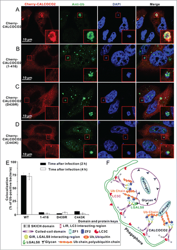 Figure 5 (See previous page). The specific ZF2-mono-ubiquitin interactions are required for the cellular recruitment of CALCOCO2 to the ubiquitin-coated invading S. typhimurium. (A-D) Confocal micrographs of HeLa cells overexpressing Cherry-tagged CALCOCO2 or its mutants infected with S. typhimurium, and stained with antibodies to ubiquitin 2 h after infection. (A) Full-length CALCOCO2 colocalizes well with ubiquitin-coated invading S. typhimurium. (B) Deletion of the ZF2 domain of CALCOCO2 abolished the colocalization of CALCOCO2 and ubiquitin-coated S. typhimurium. ((C)and D) Point mutations of key interface residues of CALCOCO2 that disrupt CALCOCO2 ZF2 and mono-ubiquitin interaction essentially eliminated the colocalization of CALCOCO2 and ubiquitin-coated S. typhimurium. (E) Statistical result related to the colocalization of ubiquitin-positive invading S. typhimurium with CALCOCO2 2 or 4 h after infection. All data are representative of 2 independent experiments, and at least 50 ubiquitin-positive bacteria were analyzed. (F) A proposed cartoon model illustrating the potential functional mode of the autophagy receptor CALCOCO2 in recognizing ubiquitin-coated pathogens in xenophagy.