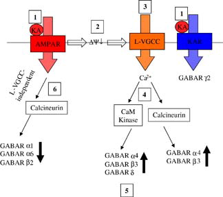 Figure 6.  The effects and signalling pathways involved following activation of non-NMDA receptors on GABAR expression in mouse cerebellar granule neurons. Exogenously applied kainic acid activates both AMPAR and KAR (1). AMPAR activation evokes membrane depolarization (2) and subsequent activation of L-type voltage-gated calcium channels (3) leading to Ca2 +  influx and activation of Ca2 + /calmodulin dependent protein kinase (CaM Kinase) and calcineurin (4). CaM kinase activation results in upregulation and increased membrane surface expression of GABAR α4, β3 and δ (5). Calcineurin activation by this route leads to upregulation of α4 and β3. AMPAR activation also leads to an L-type VGCC-independent activation of calcineurin resulting in downregulation of GABAR α1, α6 and β2 expression (6). KAR activation leads to downregulation of GABAR γ2 expression via a mechanism that is independent of depolarization, calcineurin, CaM kinase and NMDA receptors. Reproduced with permission from Wiley-Blackwell Publishing, Payne HL, Ives JH, Sieghart W, Thompson CL. AMPA and Kainate receptors mediate mutually exclusive effects on GABAA receptor expression in cultured mouse cerebellar granule neurons. Journal of Neurochemistry. This Figure is reproduced in colour in Molecular Membrane Biology online