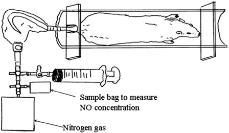 Figure 1. Collecting systems for assessing skin gas emanating from the rat tails.