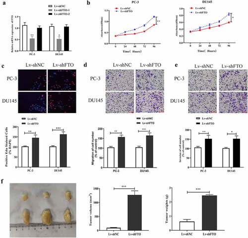 Figure 3. Decrement of FTO promoted PCa cells to proliferate, migrate and invade and tumor growth. (a). Examination of FTO expression level in PCa cells undergoing Lv-shFTO transfection via qRT-PCR. (b). Determination of absorbance at 450 nm of PCa cells undergoing Lv-shFTO transfection via CCK8 experiment. (c). Examination of EdU positive rate of PCa cells undergoing Lv-shFTO transfection via EdU experiment (200×). (d). Examination of impact of FTO decrement on the ability of PCa cells to migrate via transwell migration experiment (200×). (e). Examination of impact of FTO decrement on the ability of PCa cells to invade via transwell invasion experiment (200×). (f). The tumor growth rate of nude mice injected with Lv-shFTO transfected PCa cells was detected by tumor carrying test. *P < 0.05; **P < 0.01; ***P < 0.001.