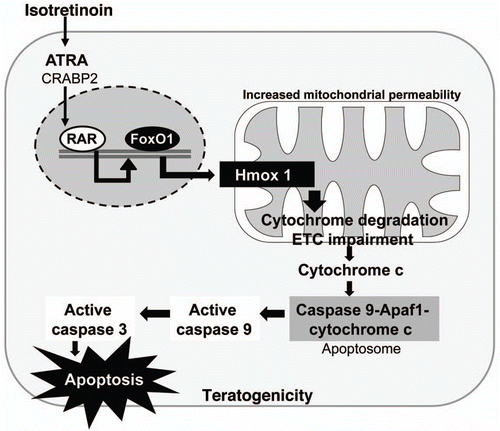 Figure 8 Isotretinoin-induced and FoxO-mediated apoptosis. FoxO1-induced overexpression of heme oxigenase-1 disrupt the electron transport chain (ETC) with increased release of cytochrome c inducing the intrinsic mitochondrial pathway of apoptosis. Formation of the apoptosome activates caspase 9 which finally activates the excutive caspase 3. The pathway explains isotretinoin's teratogenic effects when neuronal crest and CNS cells are affected during embryonic development.