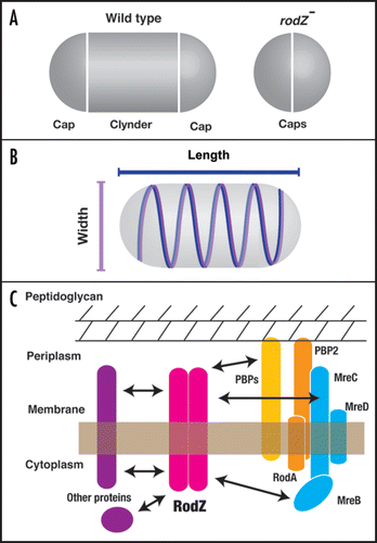 Figure 1 Role of RodZ in maintenance of the rod-shape in E. coli. (A) Wildtype rod-shaped E. coli consists of a lateral cylinder and polar caps. ΔrodZ cells lack the lateral cylinder and therefore consist only of polar caps. (B) RodZ (blue) and MreB (magenta) form regular helical filaments along the long axis of the cell in order to maintain the length of the long and short axes, respectively. (C) A model of an interaction network of RodZ and its related proteins. RodZ is a bitopic membrane protein with periplasmic and cytosolic domains. Each domain would interact with factors that are involved in peptidoglycan synthesis (PBPs; penicillin-binding proteins), the MreBCD complex, or other proteins that have not been identified.