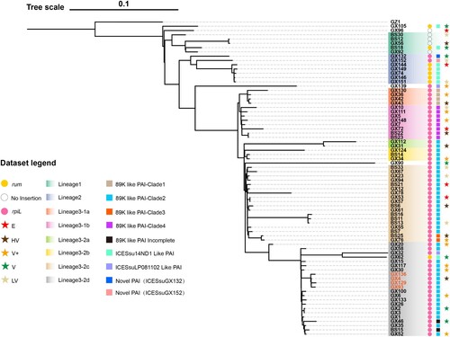 Figure 1. The maximum-likelihood phylogenetic tree of 73 S. suis ST1 strains from GX. The phylogenetic tree was constructed based on the mutational SNPs in the core genomes. The S. suis strain GZ1 was used as an outgroup to root the tree. The strains were coloured based on the serotype. Black was serotype 2, red was serotype 14. The scale is given as the number of substitutions per variable site.