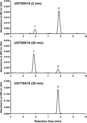 Figure 3. Glucosylation of HDMF by UGT85K16.HDMF was incubated with UGT85K16 or UGT78A16 in the presence of UDP-glucose for 5 min, 20 min, and 30 min. The assay mixture was subsequently subjected to HPLC analysis. Peak 1 was identified as HDMF 4-O-β-D-glucoside. Peak 2 was identified as HDMF.