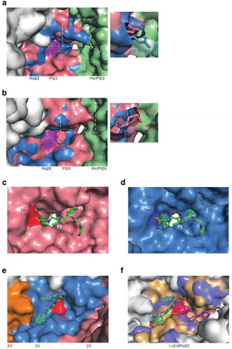 Figure 3. Structural analysis of the proteasome reveals the basis of inhibition. (a and b) Overlays of the Pf20S (PDB 6muw) and human 20S (PDB 5le5) Pf20S β2 (a) and β5 (b) active sites. The active site threonine (Thr1) is shown in purple. The P. falciparum 20S β2 active site is open and can accommodate bulkier substrates. The β5 P3 pocket is narrower due to Met22 replacing the equivalent Ala22 in human β5. (c) CryoEM structure of P. falciparum 20S β2 with bound WLW-vs (PDB 5fmg). The active site threonine is shown in red. (d) The human 20S β2 (PDB 5le5) active site with docked WLW-vs illustrating the poor fit. (e) CryoEM structure of the L. donovani 20S β5 active site (PDB 6qm7). Compound 8 (cpd8) binds to the space between Ld20S β4 and β5 subunits and close to the active site threonine (red). (f) Overlay of Ld20S/cpd8 (PDB 6qm7; beige) with human 20S structure/bortezomib (PDB 5lf3; purple). Relative binding positions of cpd8 and bortezomib are depicted.