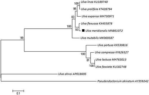 Figure 1. The phylogenetic tree relationship of 12 species in Phylum Chlorophyta based on the data of encoding genes. Genbank accession numbers: Ulva meridionalis: MN861072; Ulva compressa: KY626327; Ulva expansa: MH730971; Ulva fasciata: KU182748; Ulva flexuosa: KX455878; Ulva lactuca: MH763013; Ulva linza: KU189740; Ulva mutabilis: MK069587; Ulva ohnoi: AP018695; Ulva pertusa: KX530816; Ulva prolifera: KT428794; Pseudendoclonium akinetum: AY359242.