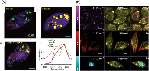 Figure 6 Cellular uptake analysis of the drug delivery systems based on SRS. (A) The composition of subcellular compartments in T. thermophila achieved through hyperspectral SRS analyzed by MCR. The distribution of AnaNPs (green), HemNPs (yellow), lipids (red), and proteins (purple) in T. thermophila cells preexposed to: (i) AnaNPs (ii) HemNPs or (iii) a combination of both AnaNPs and HemNPs. (iv) MCR-retrieved Raman spectra of AnaNPs, HemNPs, lipids, and proteins when cells preexposed to both AnaNPs and HemNPs. Scale bars indicate 5 μm. Reproduced from Huang B, Yan S, Xiao L et al. Label-Free Imaging of Nanoparticle Uptake Competition in Single Cells by Hyperspectral Stimulated Raman Scattering. Small. 2018;14(10):1703246. © 2017 WILEY-VCH Verlag GmbH & Co. KGaA, Weinheim.Citation75 (B) SRS images depict HeLa cells treated with 50 μM of various PDDA derivatives, specifically P2, P3, and P4. The displayed images, arranged from left to right, represent the alkyne signal (2120 cm−1), lipid content (2850 cm−1), and a merged view. A scale bar of 10 μm is provided for reference. Reproduced from Tian S, Li H, Li Z et al. Polydiacetylene-based ultrastrong bioorthogonal Raman probes for targeted live-cell Raman imaging. Nature communications. 2020;11(1):81. Creative Commons.Citation78