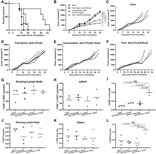 Figure 2 Administration before Doxil in combination therapy shows promising results in B16 large established mouse model. (A) Survival analysis – mice bearing B16 tumor, injection prior to Doxil increased survival significantly, Log-rank analysis shows statistically significant differences between treatment groups. (B) Comparison between tumor size of different groups, combining therapy in sequence of before Doxil reduced tumor size in comparison to other groups. (C–F) Tumor size progression graph for each treatment groups, individually. (G) %CD8+ in CD 45+ population of DLN. (H) %CD8+ of in CD 45+ population spleen. (I) %CD8+ in live cells of tumor microenvironment, only of anti-CTLA-4 + Doxil (in sequence manner) increased %CD8+ in TIL. (J) T CD8+/T reg ratio in DLN. (K) TCD8+/T reg ration in spleen. (L) TCD8+/T reg ratio in TIL, only administration before Doxil increased TCD8+/T reg ration ratio (*p<0.05, **p<0.01, ***p<0.001, ****p<0.0001).