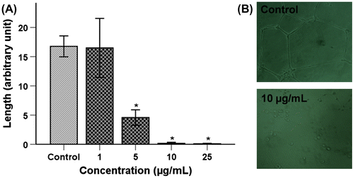 Fig. 2. Inhibition of tube formation by TSE1.Notes: HUVECs (2.5 × 104 cells/well) were plated on Matrigel pre-coated 24-well plates and treated with various concentrations of TSE1 for 4 h. A, The network for tubular structure formation was quantified by measuring the length of the tubular network in five photomicrographs randomly obtained from each well. Values are expressed as the mean ± SEM (n = 3).* Significantly different from the control at p < 0.05 by the Tukey-Kramer multiple-comparison test. B, Representative images of HUVECs for the control (C) and after treating with 10 μg/mL of TSE1. Tube formation was observed under an inverted phase-contrast microscope and photographed at 100× magnification.