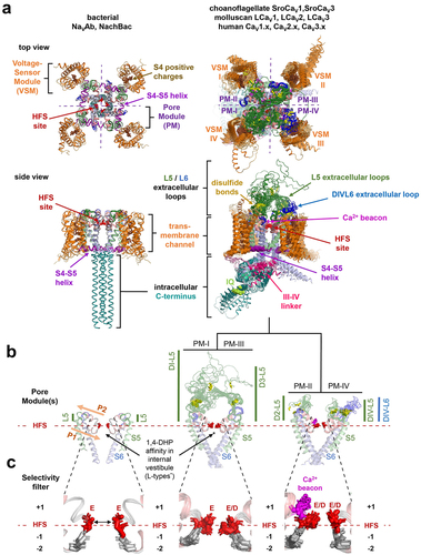 Figure 1. A “beacon” aspartate residue resides in the (High Field Strength) HFS+1 position of Domain II of the outer pore in choanoflagellate and animal calcium-selective CaV1, CaV2 and CaV3 channels. Overlay of experimentally derived prokaryotic sodium channel structures by X-ray crystallography and eukaryotic calcium channels by single nanoparticle cryo-EM (identified by PDB identification number). Indicated ion channels in Figure 1 lacking experimental structures were computationally derived AlphaFold2 models. Structures illustrated in PyMOL 2.5.2 (Schrödinger, LLC) include bacterial channels: NavAb (Arcobacter butzleri), PDB ID: 5vb2 [Citation13], and NaChBac (Alkalihalobacillus halodurans C-125) PDB ID: 6vx3 [Citation14;] Choanoflagellate (Salpingoeca rosetta) channels: SroCaV1, SroCaV3; Molluscan (Lymnaea stagnalis) channels: LCaV1 [Citation15], LCaV2 [Citation16] and LCaV3 [Citation17;] human channels (except CaV1.1 which is rabbit): CaV1.1 (PDB ID: 6jp8), CaV1.2, CaV1.3 (PDB ID: 7uhg), CaV1.4, CaV2.1, CaV2.2 (PDB ID: 7vfs), CaV2.3, CaV3.1 (PDB ID: 6kzp), CaV3.2, CaV3.3 (PDB: 7wli). Illustrated in Panels: (A) Top and side views; (B) Pore module only view; (C) Closeup of HFS−2 to HFS+1 positions of the selectivity filter. Eukaryotic channels dramatically vary from homo-multimeric bacterial channels in the asymmetric pore modules of four domains with large L5/L6 extracellular loops forming a windowed dome over the pore, populated with cysteine-bridges (yellow color). The selectivity filter is formed by the high field strength site (HFS) of negatively charged residues (D, E), two rings of backbone carbonyls (−1/-2 position), a beacon aspartate (in Domain II HSF+1 position) of Ca2+ selective channels, and negatively charged residues forming an outer ring (+3 or +4 position).