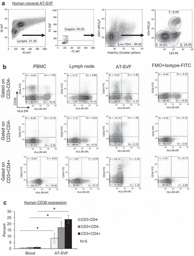 Figure 1. CD36 expression by human adipose tissue lymphocytes. Single cells were prepared from blood, inguinal lymph node, and visceral adipose tissue stromal-vascular-fraction (AT-SVF) cells of a human donor. (a) Shown is a sample flow cytometry gating scheme of AT-SVF lymphocytes (CD3-CD4-, CD3+CD4-, and CD3+CD4+ cells, with CD41 used as a platelet discriminator in the third top dotplot from the left), and (b) HLA.DR/CD36 dotplots gated on CD3-CD4-, CD3+CD4-, and CD3+CD4+ lymphocytes of PBMC, lymph node, and AT-SVF cells, with CD36 expression based on the FMO+Isotype-FITC control. (c) Mean±sem CD36 expression by CD3-CD4-, CD3+CD4-, and CD3+CD4+ lymphocytes of human PBMC and AT-SVF cells (*p < 0.05, N = 5).