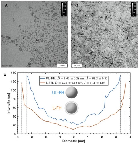 Figure 3 TEM images of FH and corresponding transmission line profiles. (A) unlabeled FH (UL-FH) and (B) [90Zr]Zr –labeled FH (L-FH) (scale bar is 20 nm); (C) average transmission profile of FH in each image.Abbreviations: TEM, transmission electron microscopy; FH, Feraheme.