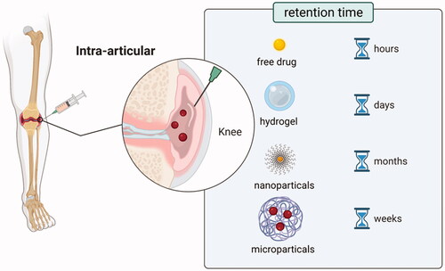 Figure 3. Schematic diagram of DDSs retention and clearance characteristics of different intra-articulate osteoarthritis (OA) drug delivery systems. Free drugs, hydrogels, nanoparticles, and microparticles could retain in the joint cavity for hours, weeks, and months, respectively. Macromolecules (>10 kDa) were eliminated through the lymphatics, while small molecules (<10 kDa) were eliminated through blood vessels. (Created with BioRender.com).
