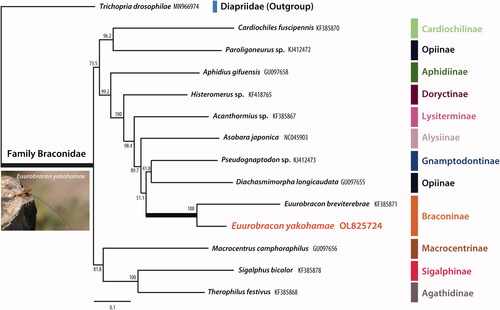 Figure 1. Maximum-likelihood (ML) phylogenetic tree based on 13 PCGs and 2 rRNAs of 13 Braconidae mitogenomes. Numbers at nodes indicate bootstrap values for each node. Trichopria drosophilae was used as an outgroup.