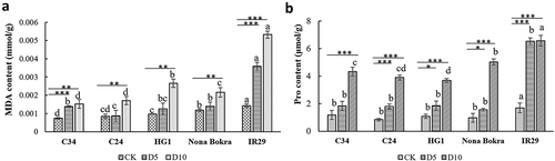 Figure 4. MDA and proline contents of rice seedlings. Four-weeks old C34, C24, HG1, Nona Bokra, and IR29 seedlings were treated by 100 mM NaCl treatments for 5 d and 10 d, respectively. Seedlings were harvested after treatment, seedlings without NaCl treatment were used as control. (A) Measurement of MDA contents. (B) Measurement of proline contents. Each treatment was having 3 replicates, 12 plants were calculated in each replicate. Data key: Different letters stand for having significant difference (P < .05) within the same treatments. Asterisks (*) indicate significant differences between control and salt-stressed seedlings of the same genotype which were determined by Student’s t-test (*0.01 < P ≤ 0.05, **0.001 < P ≤ 0.01, ***P ≤ 0.001).