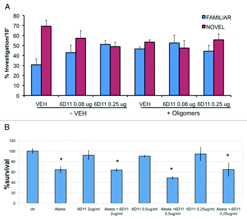 Figure 1. Action of anti-PrP antibody (6D11) on the effects of Aβ oligomers. (A) Object recognition test. two concentrations of 6D11 (0.08 and 0.25 µg) were administered 10 min before the ICV injection of vehicle (VEH) or Aβ oligomers (1µM). The effect of Aβ oligomers was similar in the presence or absence of anti-PrP antibody. (B) Viability of murine hippocampal cell cultures exposed for 48 h to Aβ oligomers (1 µM) with vehicle or 6D11 at 0.25, 0.50 and 2 µg/mL. The presence of PrP antibody did not interfere with the Aβ oligomers toxicity. *p < 0.01 vs respective vehicle (Tukey’s test) for methodological details see Balducci et al.Citation41