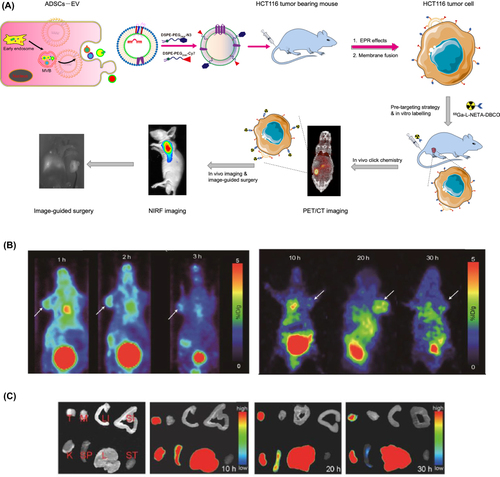 Figure 3 Multimodal PET and NIRF imaging based on ADSCs derived extracellular vesicles. (A) Schematic illustration showing the generation of exosome use for bio-imaging. (B) NIRF imaging of gastrointestinal tumor-bearing nude mice at different time points (1, 5, 10, 20, 30 and 50 h). The arrows indicate tumor sites. (C) In vitro tissue images at different time points (10, 20 and 30 h) after injection of Cy7-EV-N3.