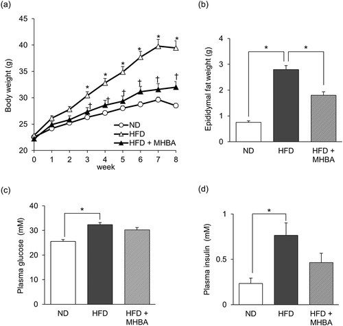 Figure 2. Long-term dietary MHBAs intake prevents HFD-induced excessive body weight and adipose tissue gain. Male C57BL/6J mice were either fed a normal diet, a high-fat diet (HFD), or HFD with 0.05% (w/w) MHBAs supplementation for 8 weeks. (a) Body weight was measured every week. (b-d) Epididymal fat weight (b), plasma glucose level (c), and plasma insulin level (d) at the eighth week of feeding, when mice were sacrificed. All values are expressed as means ± SEM (n = 10 mice per group). (a) *P < 0.05 versus ND-fed group, †P < 0.05 versus HFD-fed group. (b-d) *P < 0.05 versus each group.