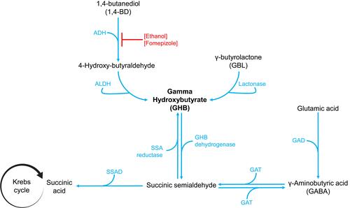 Figure 1 Pathways of GHB synthesis and metabolism. ADH is inhibited by alcohol and fomepizole.