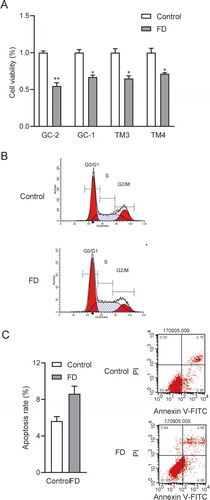 Figure 4. Folic acid deficiency inhibited cell viability, and proliferation increased cell apoptosis. (A) CCK-8 assay for detecting the cell viability of GC-2, GC-1, TM3 and TM4. (B) Cell cycle percentage of GC-2 detected via flow cytometry analysis. According to the characteristics of different DNA content of cells in different cell cycle phases, DNA fluorescence dye is used to detect the change of DNA fluorescence intensity in cells and determine the cell cycle where cells are. (C) Expression of apoptotic GC-2 cells determined through flow cytometry. Annexin V-negative/PI-negative (lower left) cells were represented survival cells, Annexin V-positive/PI-negative (lower right) cells were recognized as early apoptotic cells, Annexin V-positive/PI-positive (upper right) cells were considered as late apoptotic cells and necrotic cells. All experiments were performed n = 6 in replicates. Data were presented as mean ± SEM. *P < 0.05, **P < 0.01. Abbreviations: FITC, fluorescein isothiocyanate; PI, propidium iodide