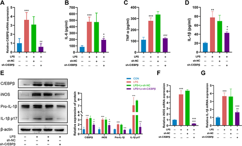 Figure 1 Depletion of C/EBPβ led to recovery from LPS-induced inflammatory injury in alveolar macrophages. (A) RT-qPCR was utilized to detect C/EBPβ mRNA level in LPS-treated NR8383 cells transfected with sh-C/EBPβ. (B–D) Levels of pro-inflammatory factors IL-6, TNF-α and IL-1β were assessed utilizing commercial assay kits in NR8383 cells. (E) The protein levels of C/EBPβ, iNOS and IL-1β were measured by Western blotting. (F and G) Transfected with sh-NC or sh-C/EBPβ, NR8383 cells treated by LPS underwent RT-qPCR analysis for iNOS and IL-1β expression. *p < 0.05, **p < 0.01, and ***p < 0.001 compared with the CON group. #p < 0.05, ##p < 0.01, and ###p < 0.001 compared with the LPS + sh-NC group.