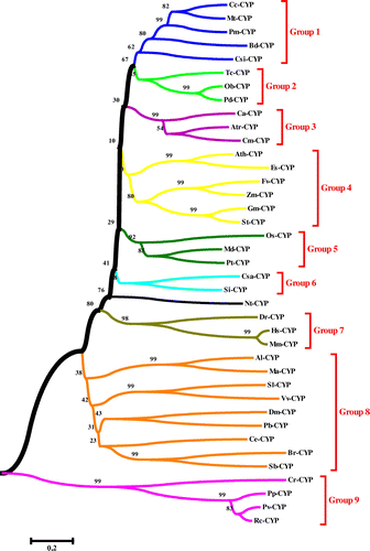 Figure 8. Phylogenetic tree of CYP proteins from 39 different species in seed plants and other organisms, using the ClustalW method (MEGA 6.06). The neighbor-joining (NJ) method was used to construct the tree. The percentage of 1000 bootstrap replicates is given at each node. Based on the phylogenetic tree result, 39 protein sequences of CYP were defined, approximating nine major groups marked with different colors.