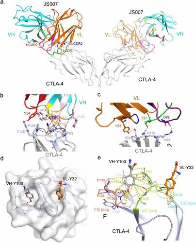 Figure 3. Structural basis for the interaction between JS007-scFv and CTLA-4. (a) Overall structure of the JS007-scFv and dimeric CTLA-4 complex. CTLA-4 is shown as cartoon representations in gray, and the heavy (VH) and light chains (VL) of scFv are shown in cyan and Orange, respectively. The CDR1, CDR2 and CDR3 loops of VH are colored in yellow, red, and light pink, respectively. The CDR1, CDR2 and CDR3 loops of VL are colored in green, blue and purple, respectively. (b-c) Detailed interactions involving the VH domain (b) and VL domain (c) of JS007 within the interface of JS007/CTLA-4 complex. The residues involved in the hydrogen bond interactions are shown as sticks and labeled. Hydrogen bonds are shown as dash lines. (d) Highlights of the two Tyr residues from JS007 inserting into the cavities on the surface of CTLA-4. The CTLA-4 is shown as electrostatic potential surface and the two Tyr residues present as sticks. (e) Detailed interactions involving the two Tyr residues with residues form the BC loop, DE loop and FG loop. Hydrogen bonds are shown as black dash lines, while Van der Waals interactions are shown as yellow dash lines.