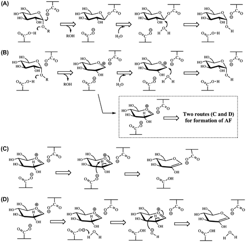 Fig. 3. Reaction models for the hydrolysis of a maltooligosaccharide catalyzed by ANGase via a nucleophilic displacement mechanism (A) and oxocarbenium ion intermediate mechanism (B) together with the possible two routes for production of AF (C, carboxylate ion-associated route; D, water molecule-associated route).