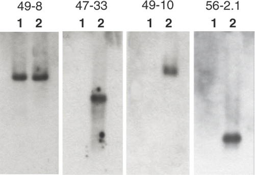 Fig. 5. Four results from reverse northern blotting. Amplified cDNAs from the gametophyte (lane 1) and carposporophyte (lane 2) were electrophoresed and hybridized to a probe produced from each subtractive cDNA clone.