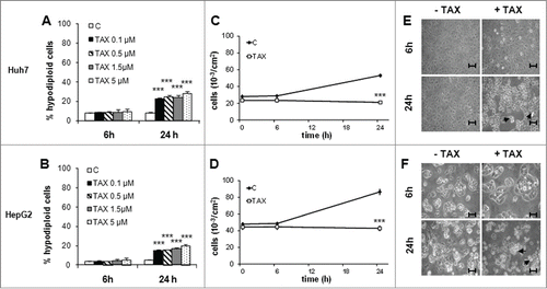 Figure 1. Effect of TAX on growth, morphology and survival of human HCC cells. (A) and (B) Flow-cytometric evaluation of apoptotic Huh7 and HepG2 cells after 6 and 24 hours of treatment with TAX at the concentrations indicated. Histograms report the percentage of hypodiploid (apoptotic) cells. Data are means±SD of 4 experiments. Significance of the differences vs controls: *** P < 0.001. (C) and (D) Total number of cells treated with 0.1 μM TAX for up to 24 hours. Data are means±SD of 4 experiments. Significance of the differences vs controls: ***P < 0.001. (E) and (F) Phase contrast pictures of cells untreated or treated with 0.1 μM TAX for 6 and 24 hours. Bars 30 μm. Arrows indicate apoptotic-like figures.