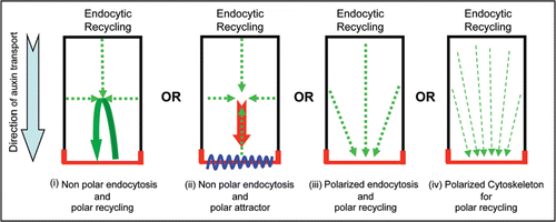 Figure 2 Mechanisms for gradual delivery of PIN to the side of preference at the expense of its removal from other cell sides. PIN localization at the plasma membrane is depicted in red.