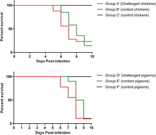 Figure 4. Percentage survival rates of chickens (groups A′, B′ and C′) and pigeons (groups D′, E′ and F′) infected with mesogenic AAvV 1 strain compared with control birds.